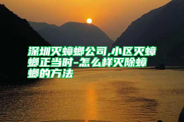 深圳灭蟑螂公司,小区灭蟑螂正当时-怎么样灭除蟑螂的方法