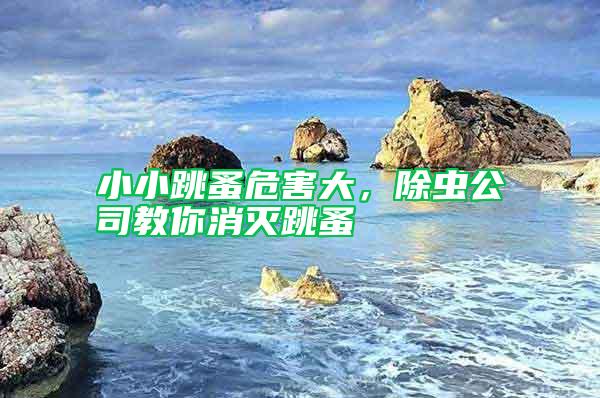 小小跳蚤危害大，除虫公司教你消灭跳蚤