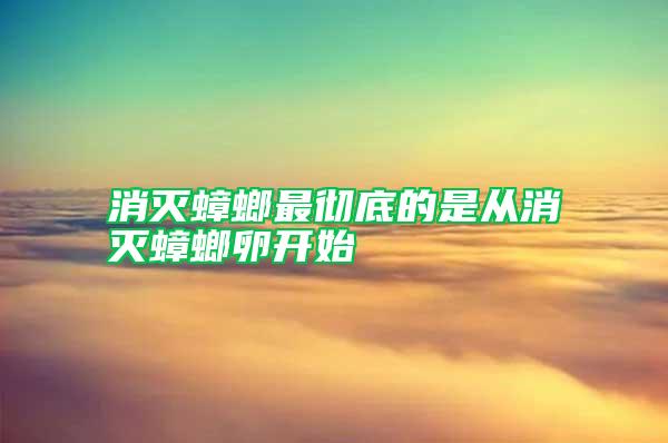 消灭蟑螂最彻底的是从消灭蟑螂卵开始