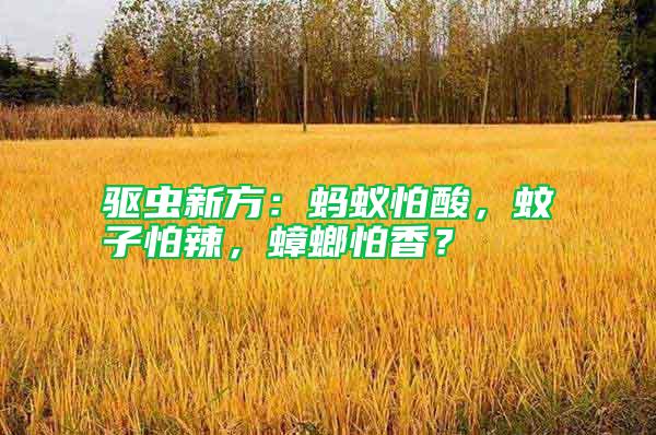 驱虫新方：蚂蚁怕酸，蚊子怕辣，蟑螂怕香？