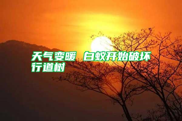 天气变暖 白蚁开始破坏行道树