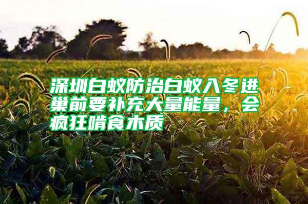 深圳白蚁防治白蚁入冬进巢前要补充大量能量，会疯狂啃食木质