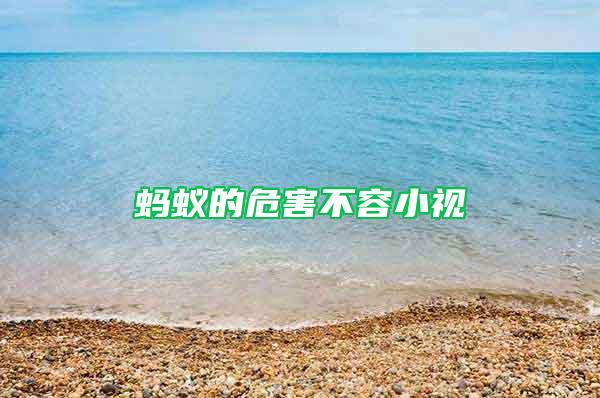 蚂蚁的危害不容小视