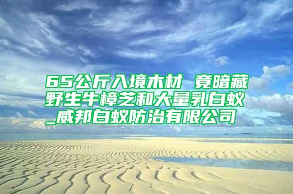 65公斤入境木材 竟暗藏野生牛樟芝和大量乳白蚁_威邦白蚁防治有限公司