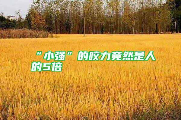 “小强”的咬力竟然是人的5倍