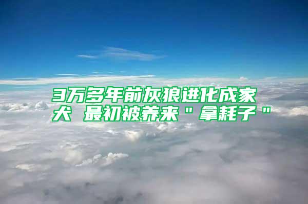 3万多年前灰狼进化成家犬 最初被养来＂拿耗子＂