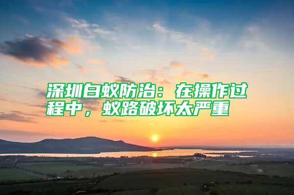 深圳白蚁防治：在操作过程中，蚁路破坏太严重