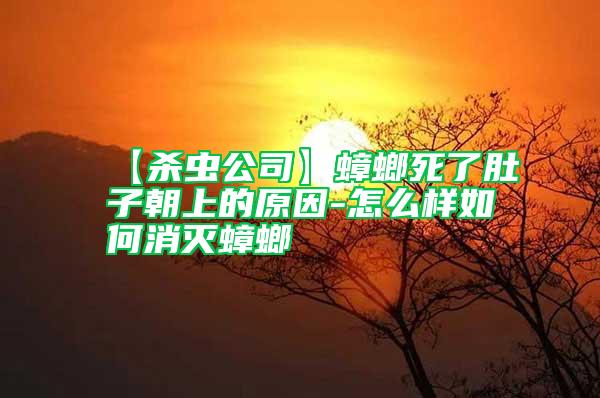 【杀虫公司】蟑螂死了肚子朝上的原因-怎么样如何消灭蟑螂