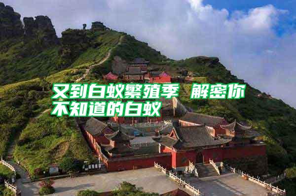 又到白蚁繁殖季 解密你不知道的白蚁