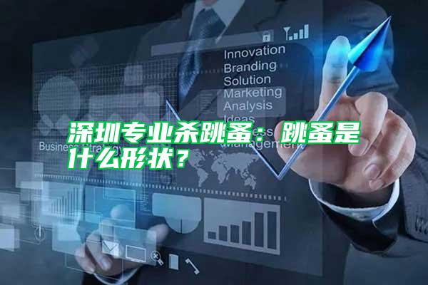 深圳专业杀跳蚤：跳蚤是什么形状？