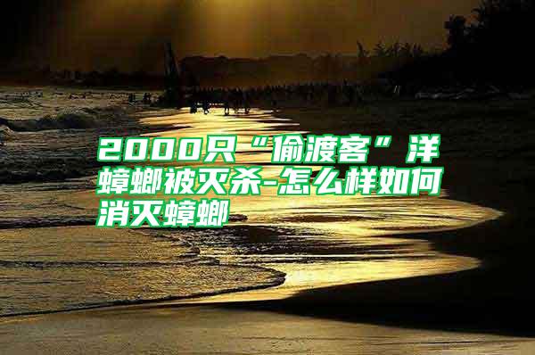 2000只“偷渡客”洋蟑螂被灭杀-怎么样如何消灭蟑螂