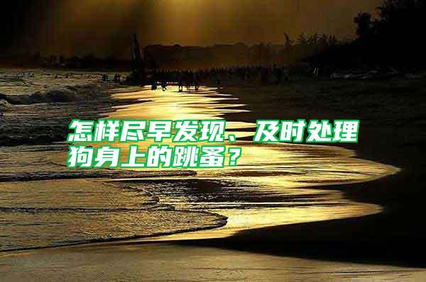 怎样尽早发现、及时处理狗身上的跳蚤？