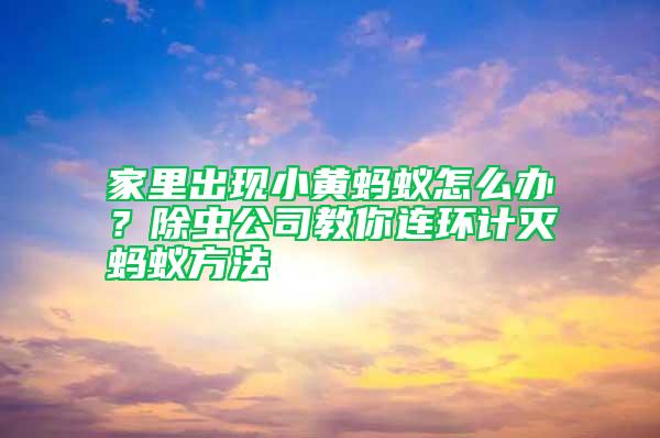 家里出现小黄蚂蚁怎么办？除虫公司教你连环计灭蚂蚁方法