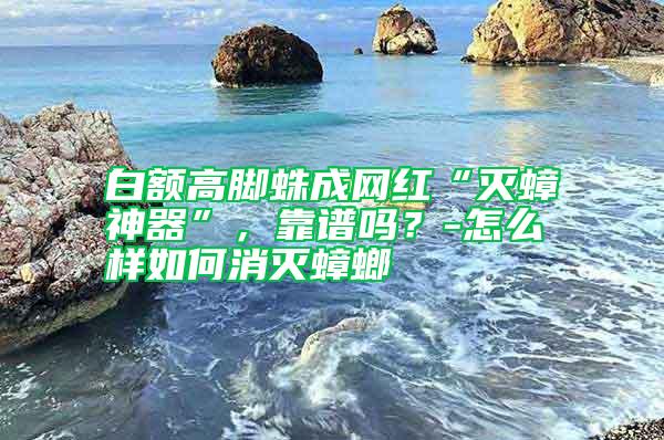 白额高脚蛛成网红“灭蟑神器”，靠谱吗？-怎么样如何消灭蟑螂