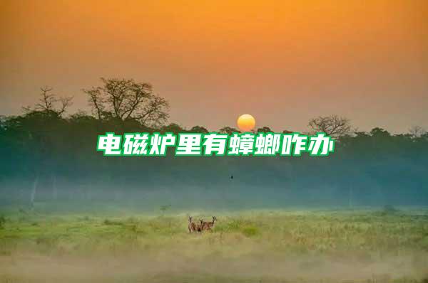 电磁炉里有蟑螂咋办