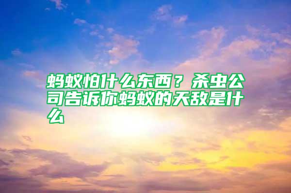 蚂蚁怕什么东西？杀虫公司告诉你蚂蚁的天敌是什么