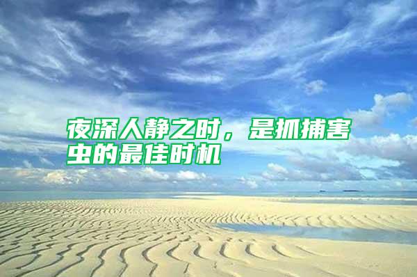 夜深人静之时，是抓捕害虫的最佳时机