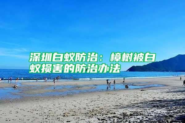 深圳白蚁防治：樟树被白蚁损害的防治办法