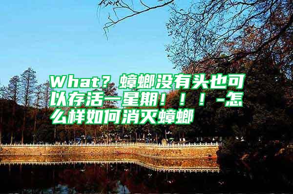 What？蟑螂没有头也可以存活一星期！！！-怎么样如何消灭蟑螂