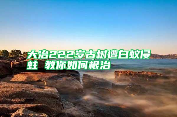 大冶222岁古树遭白蚁侵蛀 教你如何根治