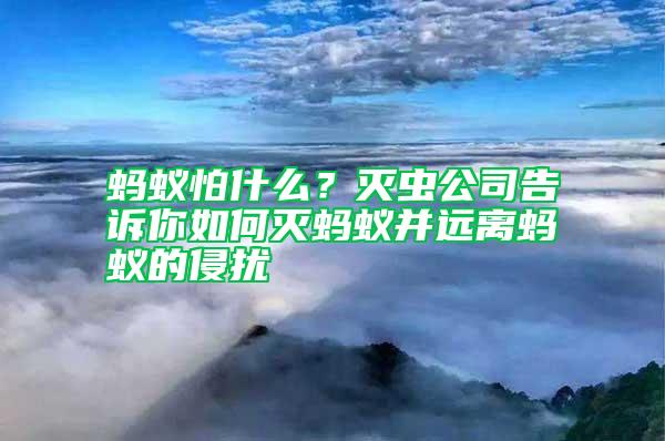 蚂蚁怕什么？灭虫公司告诉你如何灭蚂蚁并远离蚂蚁的侵扰