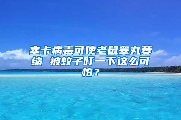 塞卡病毒可使老鼠睾丸萎缩 被蚊子叮一下这么可怕？