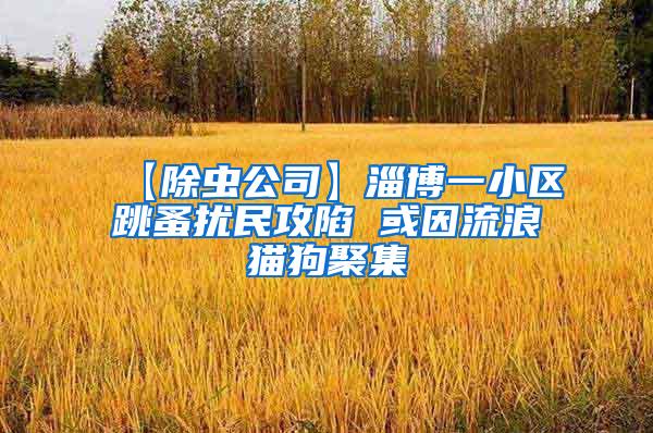 【除虫公司】淄博一小区跳蚤扰民攻陷 或因流浪猫狗聚集
