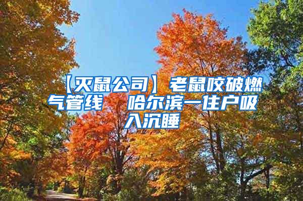 【灭鼠公司】老鼠咬破燃气管线  哈尔滨一住户吸入沉睡