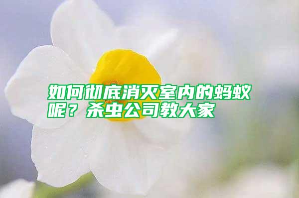 如何彻底消灭室内的蚂蚁呢？杀虫公司教大家