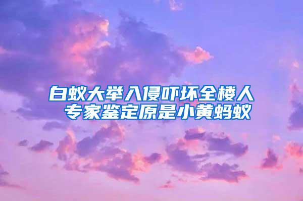 白蚁大举入侵吓坏全楼人 专家鉴定原是小黄蚂蚁