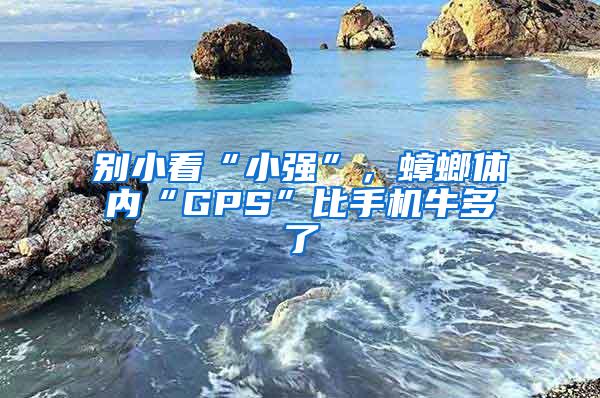 别小看“小强”，蟑螂体内“GPS”比手机牛多了