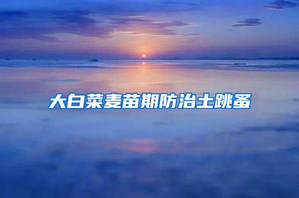 大白菜麦苗期防治土跳蚤