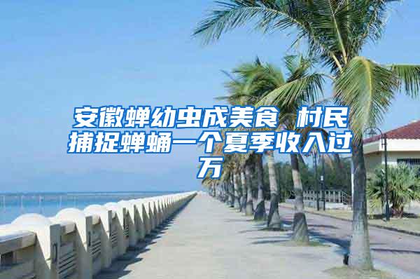 安徽蝉幼虫成美食 村民捕捉蝉蛹一个夏季收入过万