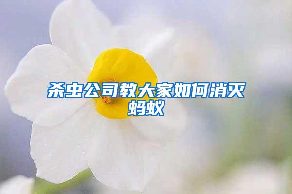 杀虫公司教大家如何消灭蚂蚁