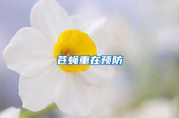 苍蝇重在预防