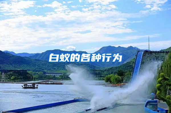 白蚁的各种行为