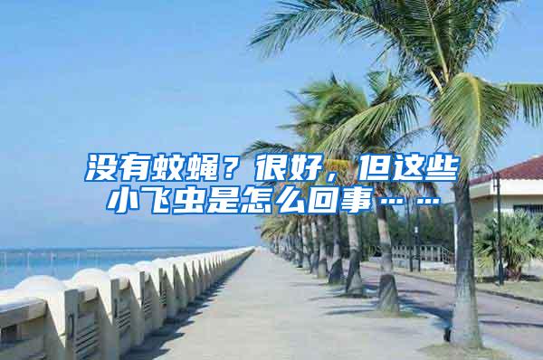 没有蚊蝇？很好，但这些小飞虫是怎么回事……