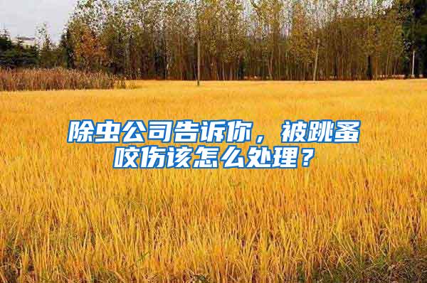 除虫公司告诉你，被跳蚤咬伤该怎么处理？