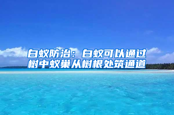 白蚁防治：白蚁可以通过树中蚁巢从树根处筑通道