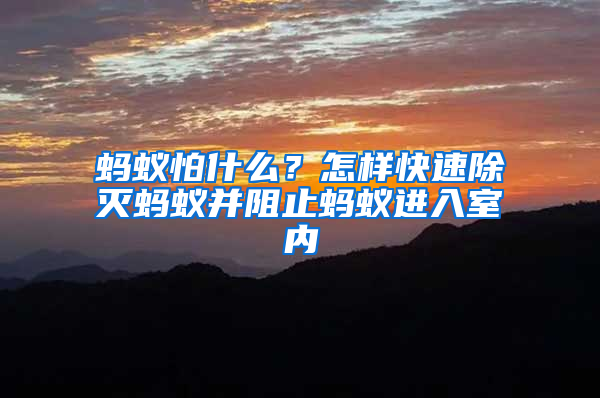 蚂蚁怕什么？怎样快速除灭蚂蚁并阻止蚂蚁进入室内