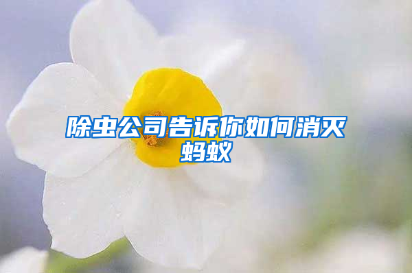 除虫公司告诉你如何消灭蚂蚁