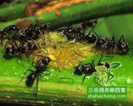 灭四害消杀公司-灭虫公司告诉你如何快速有效的灭蚂蚁