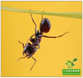 灭四害消杀公司-灭蚂蚁的最佳方法，你知道吗？