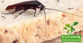 除四害杀虫公司-消灭蟑螂最关键的方法是清楚卵鞘