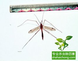夏天蚊子防治20招，彻底远离蚊子的危害