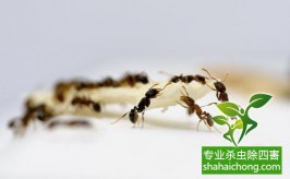 除虫公司告诉你如何消灭蚂蚁