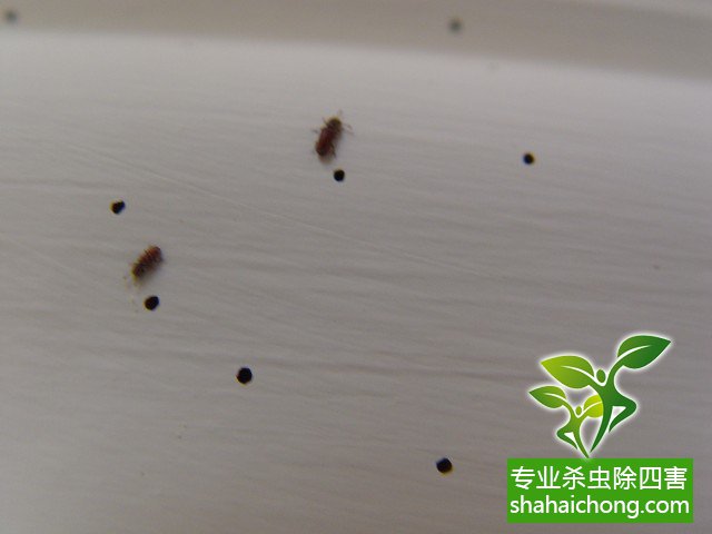 专业除虫公司让跳蚤离你远一点