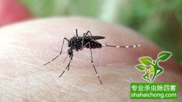 灭四害消杀公司-专业灭蚊蝇公司的蚊蝇防治措施