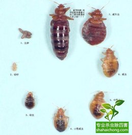 除虫公司防治臭虫有高招