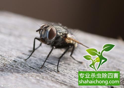 注册灭四害公司如何选经营范围？灭四害公司加盟官网